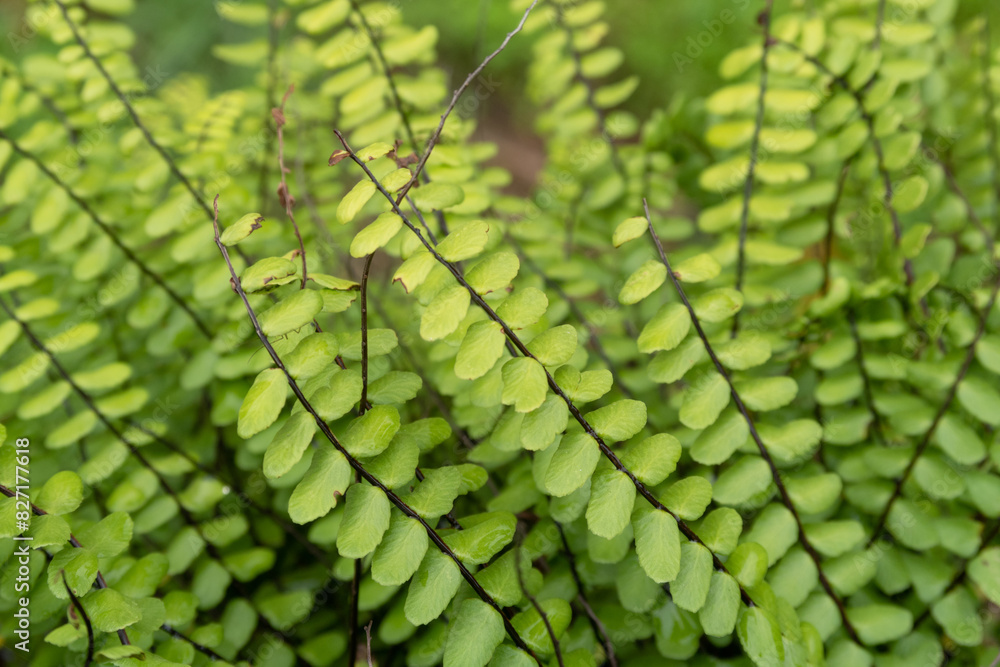 Asplenium trichomanes Maidenhair Spleenwort