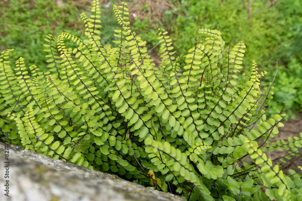 Asplenium trichomanes Maidenhair Spleenwort
