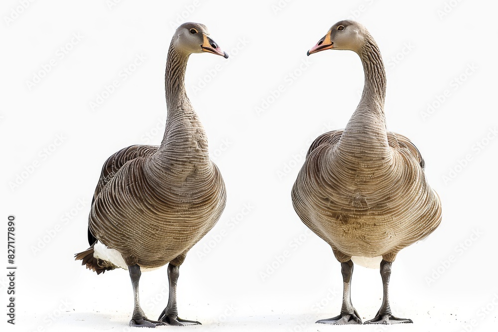 Obraz premium Two Geese Standing Together