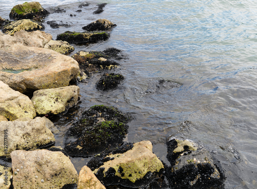 small mussels on the rocks