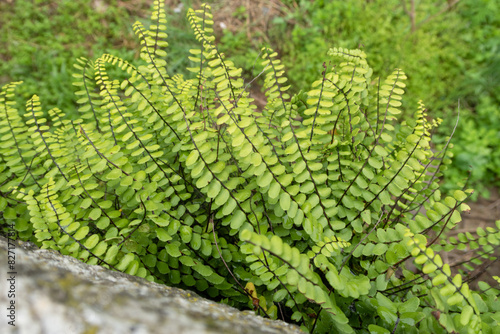 Obraz na płótnie Asplenium trichomanes Maidenhair Spleenwort w salonie