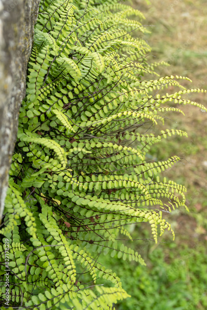 Asplenium trichomanes Maidenhair Spleenwort