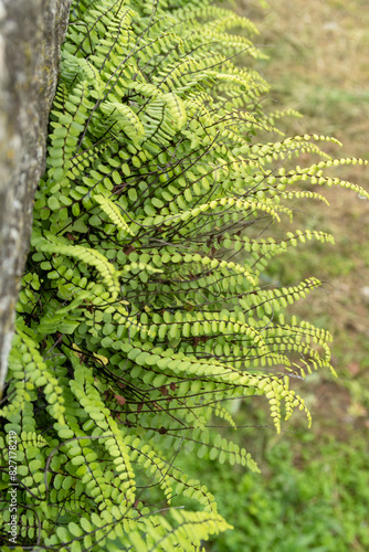Obraz na płótnie Asplenium trichomanes Maidenhair Spleenwort w salonie