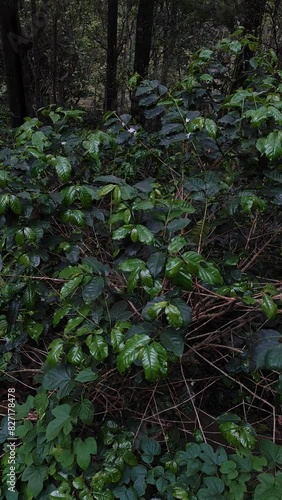  coffee tree branch. Coffee plant in farm plantation in india photo
