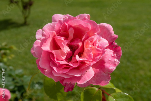 Obraz na płótnie Rose w salonie
