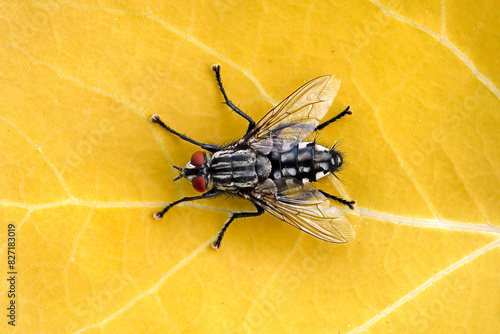 Flesh fly, sarcophaga carnaria, isolated on yellow leaf, top view of a grey flesh fly