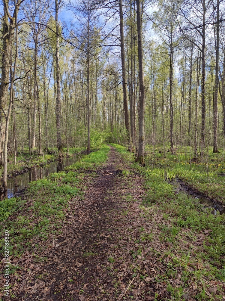 Fototapeta premium a path in the forest