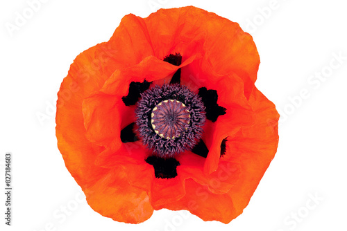 top view of a bright red poppy flower head, papaver bracteatum, isolated on white background