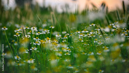 Plants with medicinal flowers. Uncultivated chamomile flowers in the sunset light