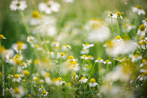 Plants with medicinal flowers. Uncultivated chamomile flowers in the sunset light
