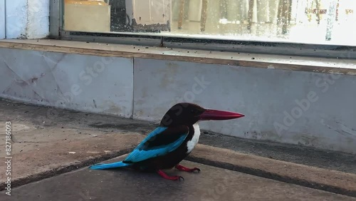 kingfisher in Sri Lanka. The blue bird. animals of Sri Lanka photo