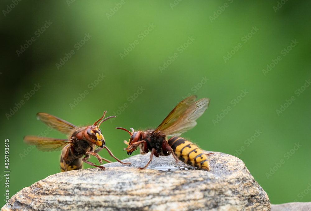 Königin der Europäischen Hornisse (Vespa crabro) Königin der Europäischen Hornisse (Vespa crabro)