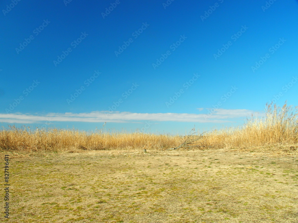 Obraz premium 枯れ草のある冬の江戸川河川敷風景