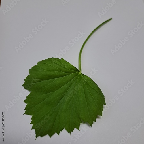 fresh green leaf of geranium plant natural herbal floral texture photo image background 