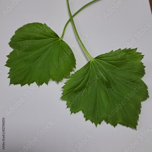 fresh green leaf of geranium plant natural herbal floral texture photo image background 