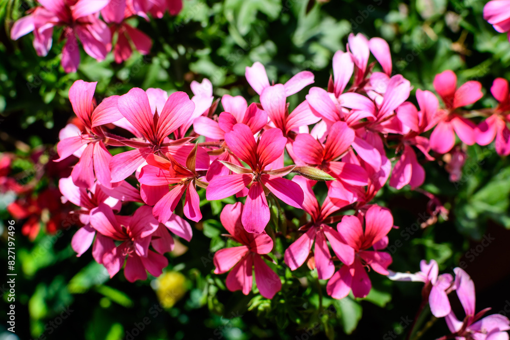 Obraz premium Small vivid pink Pelargonium flowers, known as geraniums, pelargoniums or storksbills, and fresh green leaves in a pot in a garden in a summer spring day