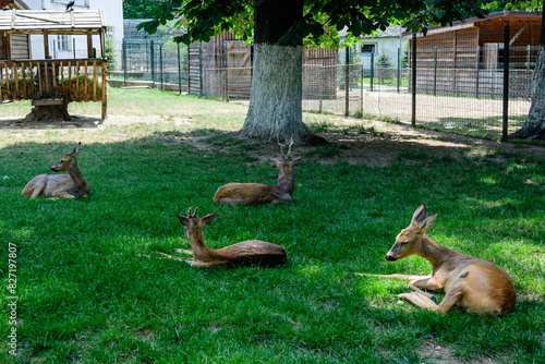 Small baby deers on a green grass in a garden