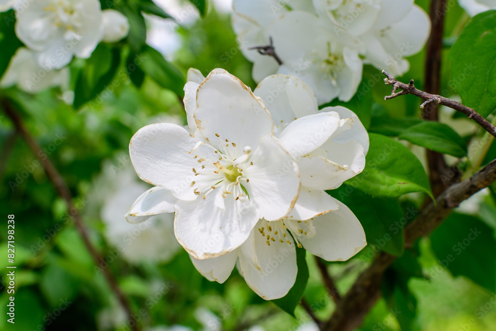 Obraz premium Fresh delicate white flowers and green leaves of Philadelphus coronarius ornamental perennial plant, known as sweet mock orange or English dogwood, in a garden in a sunny summer day