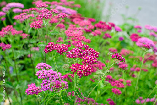 Close up of beautiful vivid pink magenta flowers of Achillea millefolium plant  commonly known as yarrow  in a garden in a sunny summer day.