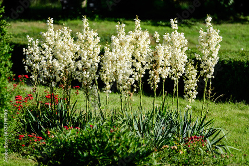 Many delicate white flowers of Yucca filamentosa plant, commonly known as Adam’s needle and thread, in a garden in a sunny summer day, beautiful outdoor floral background..