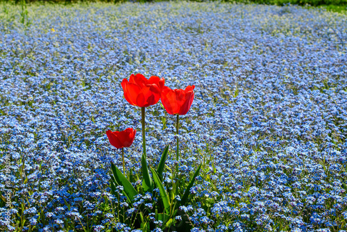 Vivid delicate red tulips in full bloom and many blurred small blue forget me not or Scorpion grasses flowers, Myosotis, in a sunny spring garden, floral background photographed with soft focus.