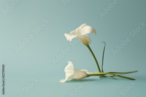 Two White Flowers on Light Blue Background