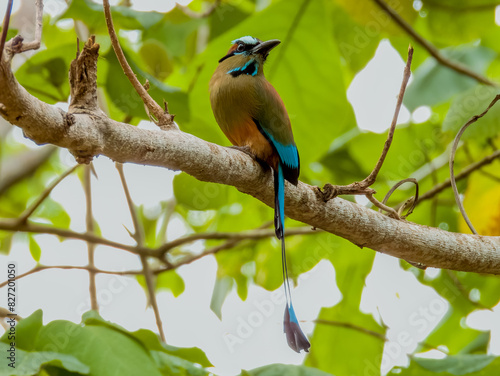 Turquoise-browed Motmot - Eumomota superciliosa in Costa Rica photo