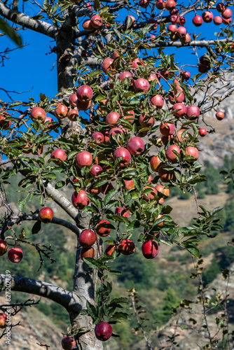 Harsil Surrounded by the lush greenery of apple orchards and the majestic peaks of the Himalayas photo