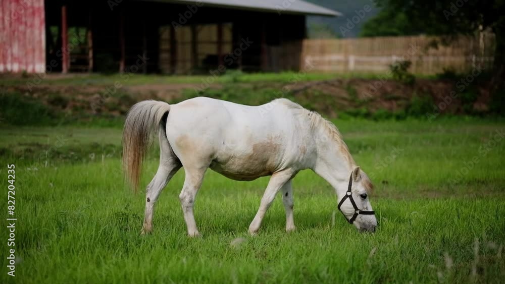 White horse grazing grass in an outdoor field. White horse grazing grass in an outdoor field.