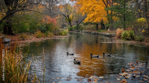 Ducks swim peacefully on a serene pond surrounded by vibrant fall foliage