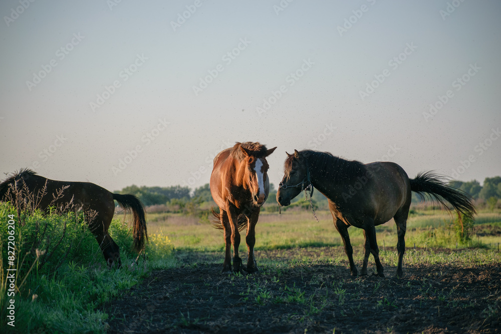 horses in the meadow horses in the meadow
