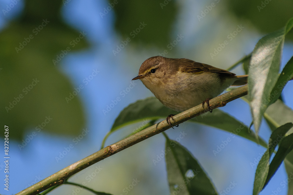 Fototapeta premium common chiffchaff sitting on the branch