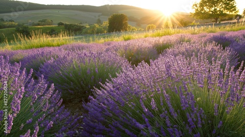 Stunning photo capturing the warm sunlight bathing a full-bloom lavender field at sunset