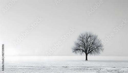A minimalist composition of an isolated tree in the middle of a snowy field photo