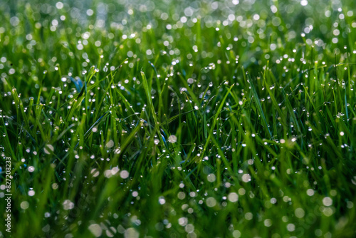 green grass background, meadow, lawn, grass, wet grass, rain, drop, water, wet, wallpaper