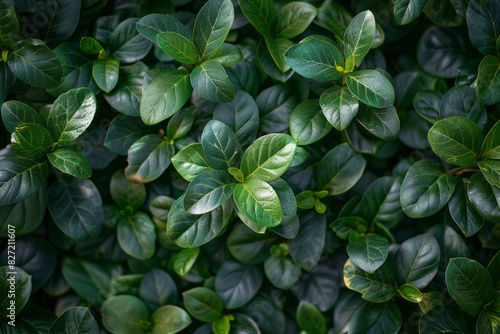 A top view of vibrant green boxwood foliage, showcasing the dense and uniform pattern that makes up an endless wall of lush plants, with the leaves having sharp edges. photo