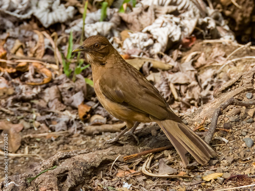 Clay-coloured Thrush - Turdus grayi photo