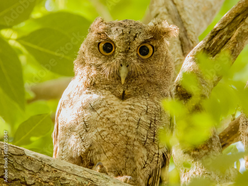 Pacific Screech-Owl - Megascops cooperi in Costa Rica photo