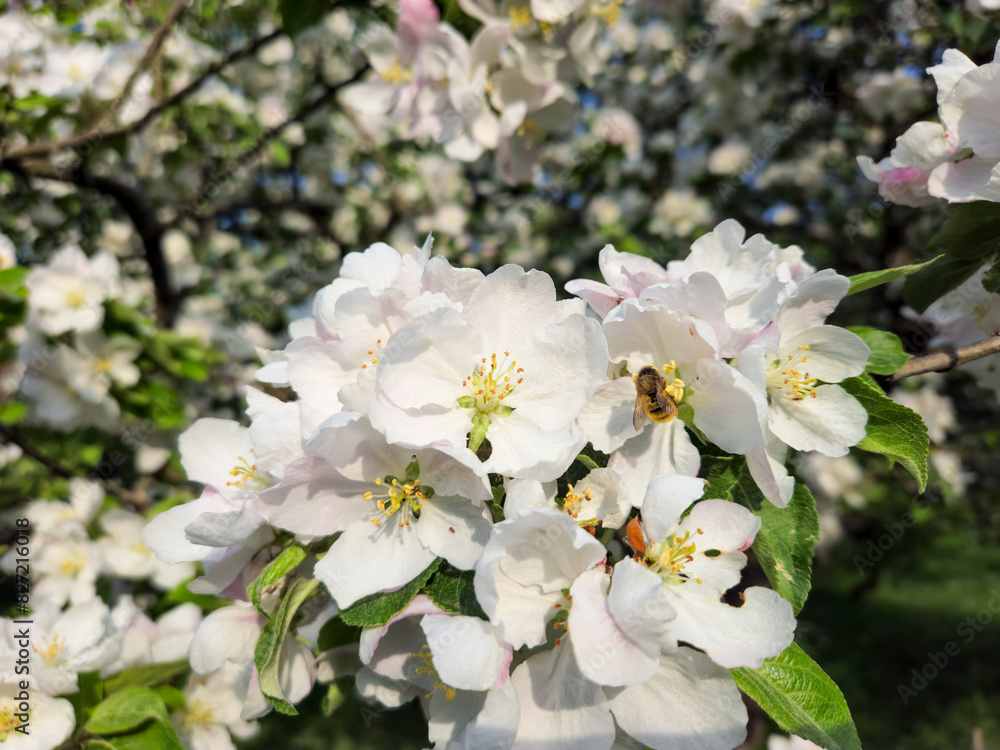Bee in white flowers of apple tree blossom in spring early summer with blue sky Bee in white flowers of apple tree blossom in spring early summer with blue sky