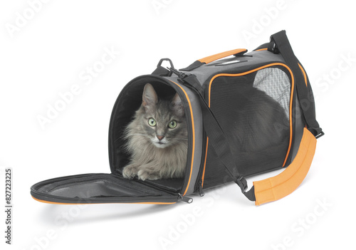 Gray fluffy cat inside carrier pet bag isolated on white background
