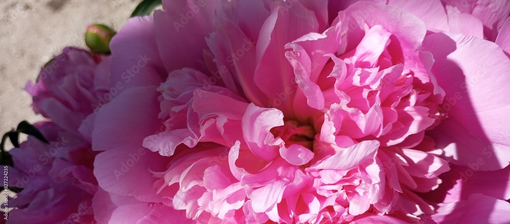 A lush pink peony is a large species. Background for Mother's Day. The theme of love and freshness