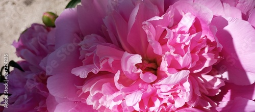 Obraz na płótnie A lush pink peony is a large species. Background for Mother's Day. The theme of love and freshness w salonie