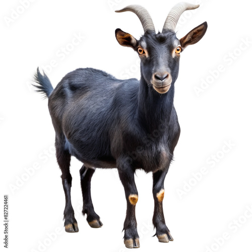 Black Goat, Isolated on White Transparent Background, PNG Element. Domestic animal