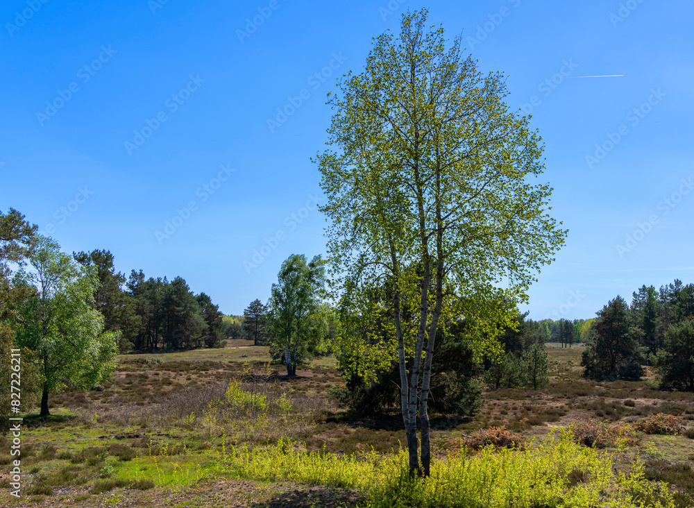 Fototapeta premium Naturschutzgebiet Schönower Heide, Schönow, Brandenburg, Deutschland