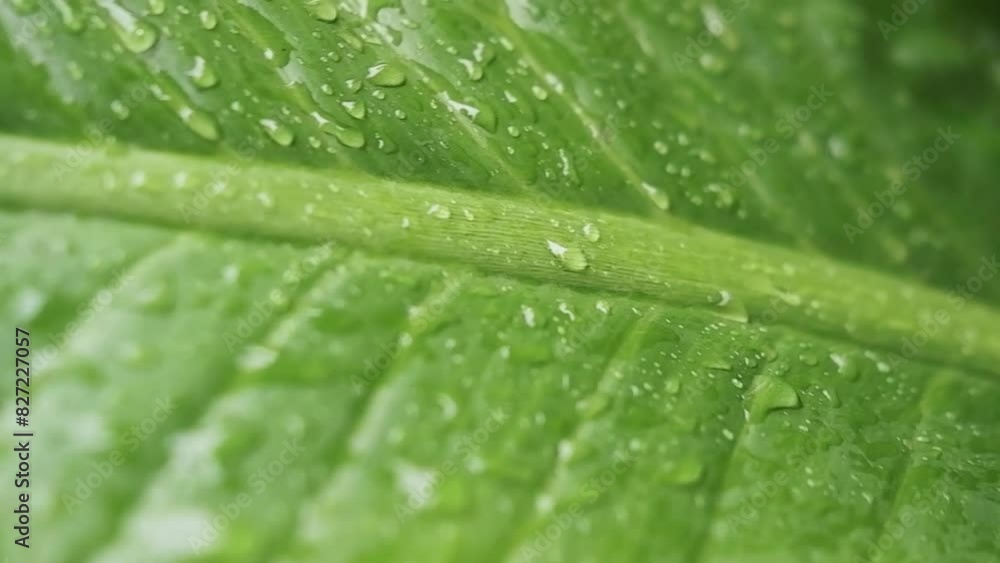 Fresh dew drops on green leaf after the rain in garden Fresh dew drops on green leaf after the rain in garden