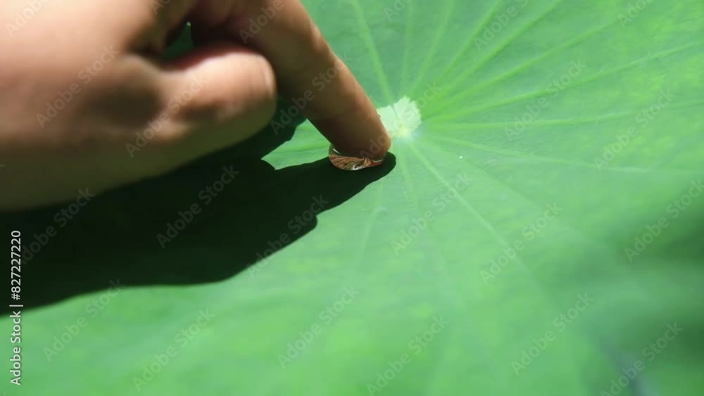 Woman fingers touch the water droplets on the lotus leaf with natural sunlight Woman fingers touch the water droplets on the lotus leaf with natural sunlight
