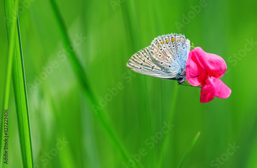 A beautiful butterfly on a small flower. Background out of focus and butterfly.