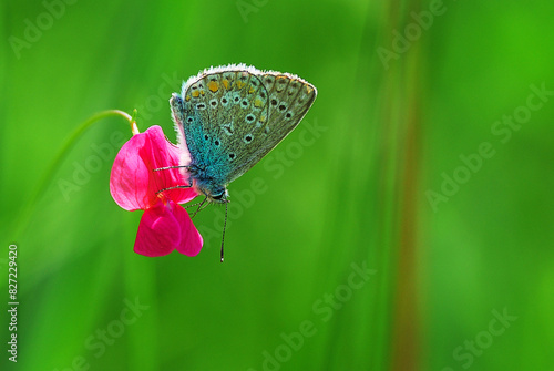 A beautiful butterfly on a small flower. Background out of focus and butterfly.
