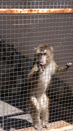 A macaque behind bars in a zoo cage, gazing at the world with sadness in its eyes, embodying loneliness.