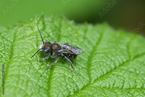 Closeup on a male small green metallic Mason bee, Osmia sitting on a green leaf in Oregon